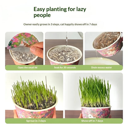 Organic Fast-Growing Indoor Cat Grass