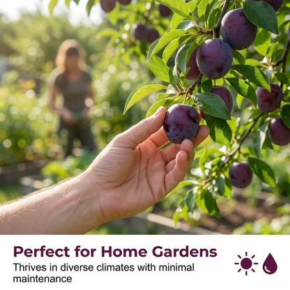 Heirloom Non-GMO Grafted Plum Tree Seeds for Easy Home Growing