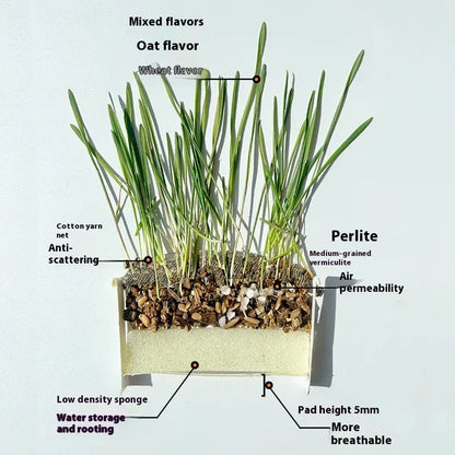 Organic Fast-Growing Indoor Cat Grass