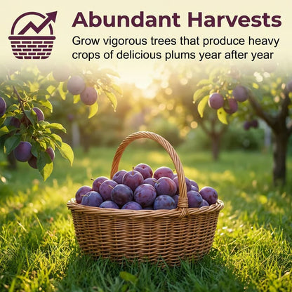 Heirloom Non-GMO Grafted Plum Tree Seeds for Easy Home Growing
