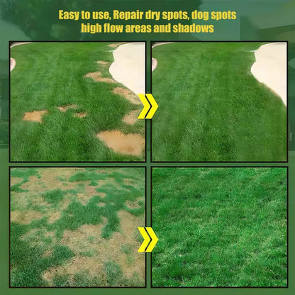 2026 Evergreen Dwarf Grass Seed | For Four Seasons🌱