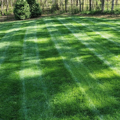 2026 Evergreen Dwarf Grass Seed | For Four Seasons🌱