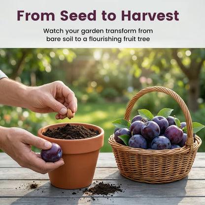 Heirloom Non-GMO Grafted Plum Tree Seeds for Easy Home Growing