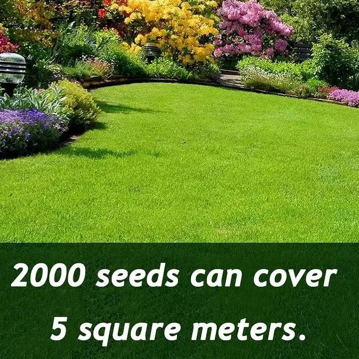2026 Evergreen Dwarf Grass Seed | For Four Seasons🌱