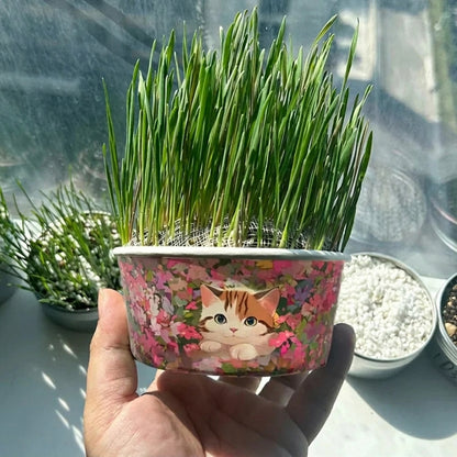 Organic Fast-Growing Indoor Cat Grass